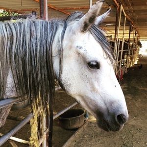 Meet your Posher, Laci